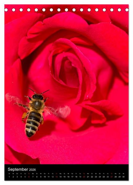 Produktbild: Bienen und Hummeln (Tischkalender 2026 DIN A5 hoch), CALVENDO Monatskalender