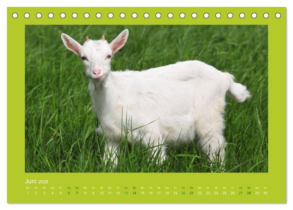 Produktbild: Ziegenkalender 2026 (Tischkalender 2026 DIN A5 quer), CALVENDO Monatskalender