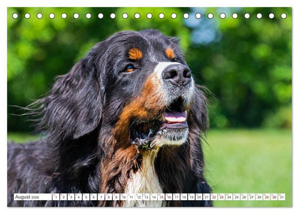 Produktbild: Berner Sennenhund - Ein Freund auf vier Pfoten (Tischkalender 2026 DIN A5 quer), CALVENDO Monatskalender