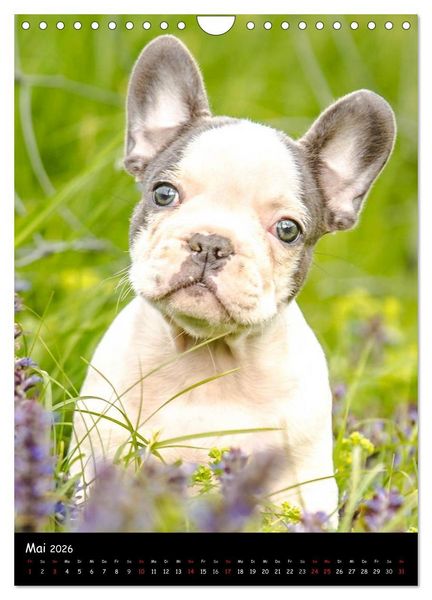 Produktbild: Franz&ouml;sische Bulldoggen - Eine Bully Liebeserk&auml;rung (Wandkalender 2026 DIN A4 hoch), CALVENDO Monatskalender