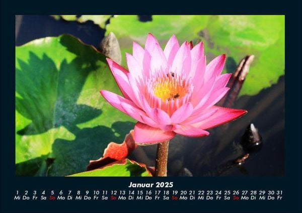 Produktbild: Blumenzauber 2025 Fotokalender DIN A4