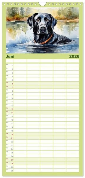 Produktbild: Familienplaner 2026 - Voller Kraft und Energie - Labrador-Retriever mit 5 Spalten (Wandkalender, 21 x 45 cm) CALVENDO