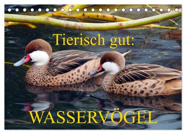 Produktbild: Tierisch gut: Wasserv&ouml;gel (Tischkalender 2026 DIN A5 quer), CALVENDO Monatskalender