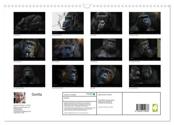 Produktbild: Gorilla (Wandkalender 2026 DIN A3 quer), CALVENDO Monatskalender
