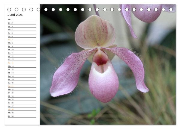 Produktbild: Prachtvolle Orchideen (Tischkalender 2026 DIN A5 quer), CALVENDO Monatskalender