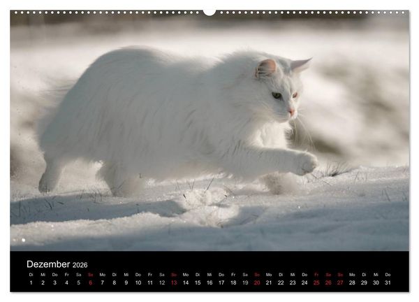 Produktbild: Freig&auml;nger - Hauskatzen unterwegs (hochwertiger Premium Wandkalender 2026 DIN A2 quer), Kunstdruck in Hochglanz