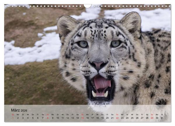 Produktbild: Leoparden. Elegante J&auml;ger (Wandkalender 2026 DIN A3 quer), CALVENDO Monatskalender
