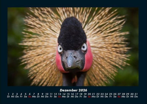 Produktbild: Vogelparadies 2026 Fotokalender DIN A4