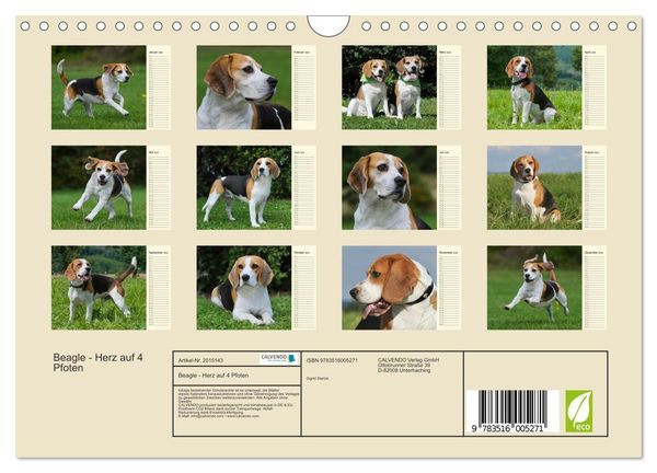 Produktbild: Beagle - Herz auf 4 Pfoten (Wandkalender 2026 DIN A4 quer), CALVENDO Monatskalender
