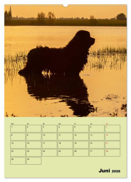 Produktbild: B&auml;rige Freunde - Familienplaner Brauner Neufundl&auml;nder (hochwertiger Premium Wandkalender 2026 DIN A2 hoch), Kunstdruck in Hochglanz
