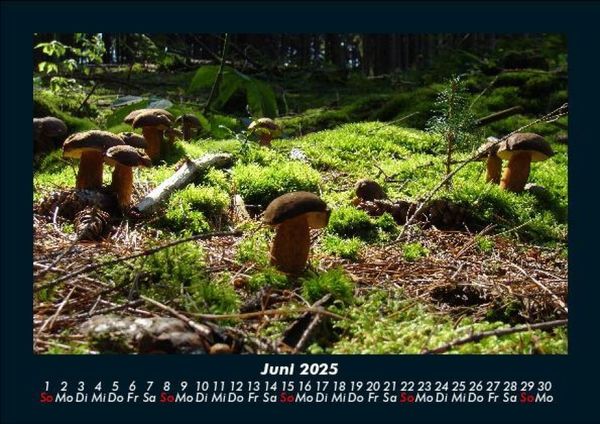 Produktbild: Pilzkalender 2025 Fotokalender DIN A5