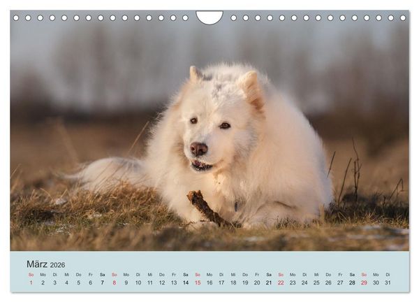 Produktbild: Samojeden - Liebenswerte Fellkugeln (Wandkalender 2026 DIN A4 quer), CALVENDO Monatskalender