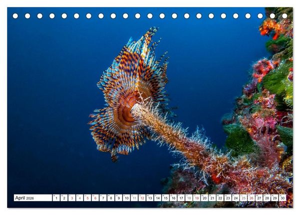 Produktbild: Tauchen im Mittelmeer (Tischkalender 2026 DIN A5 quer), CALVENDO Monatskalender