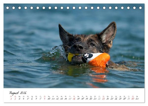 Produktbild: Deutscher Sch&auml;ferhund / CH-Version (Tischkalender 2026 DIN A5 quer), CALVENDO Monatskalender