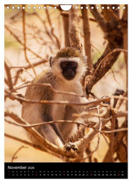 Produktbild: Wildes Afrika (Wandkalender 2026 DIN A4 hoch), CALVENDO Monatskalender
