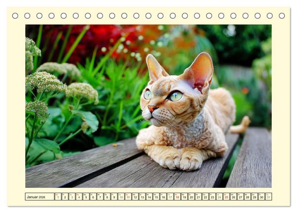 Produktbild: Devon Rex Katzen. Der aufgeweckte Kobold im Garten (Tischkalender 2026 DIN A5 quer), CALVENDO Monatskalender