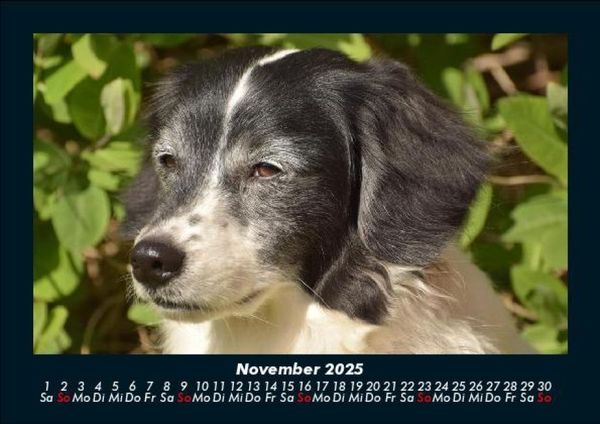 Produktbild: Der Hundekalender 2025 Fotokalender DIN A5