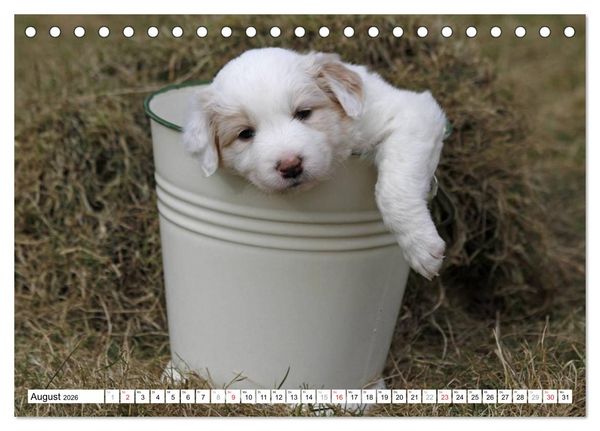 Produktbild: Border Collie Welpen (Tischkalender 2026 DIN A5 quer), CALVENDO Monatskalender