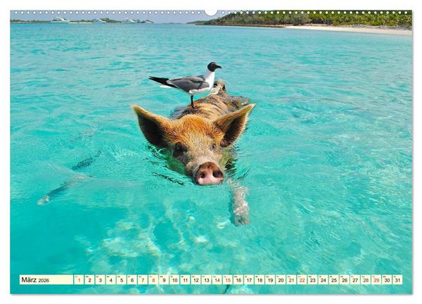 Produktbild: Schwimmende Schweine (hochwertiger Premium Wandkalender 2026 DIN A2 quer), Kunstdruck in Hochglanz
