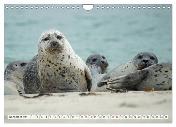 Produktbild: Guck mal ... Robben im Wattenmeer (Wandkalender 2026 DIN A4 quer), CALVENDO Monatskalender