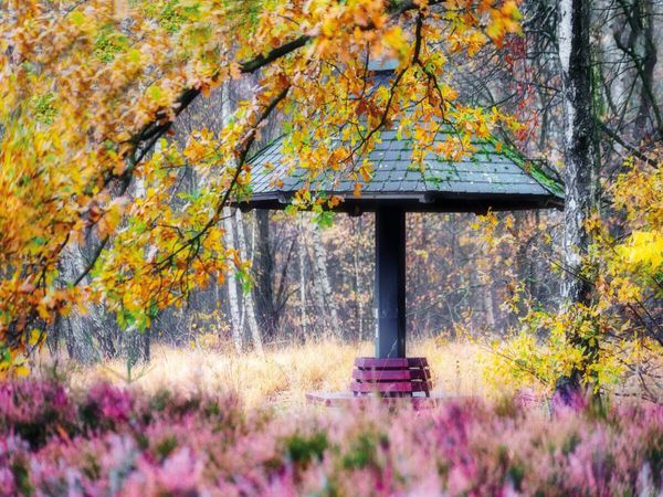 CALVENDO Puzzle Heide im Stadtpark | 1000 Teile Lege-Größe 64x48cm Foto-Puzzle für glückliche Stunden