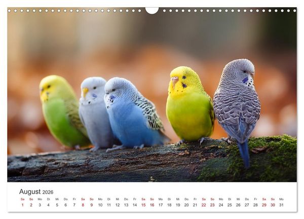 Produktbild: Zwitscherzeit - Ein Kalender voller Wellensittiche (Wandkalender 2026 DIN A3 quer), CALVENDO Monatskalender