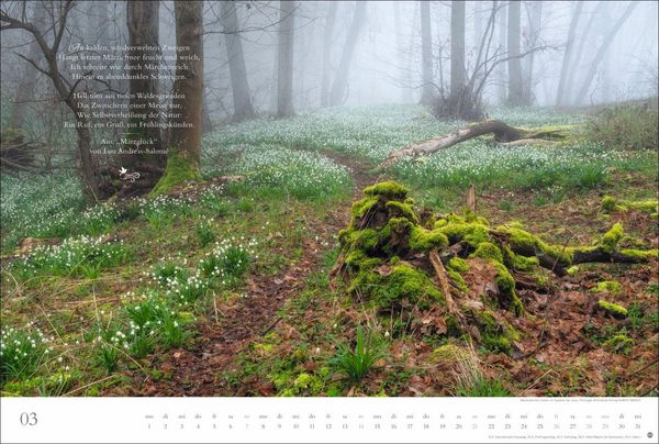 Produktbild: Der deutsche Wald - Ein literarischer Spaziergang Kalender 2027 - Ein literarischer Spaziergang