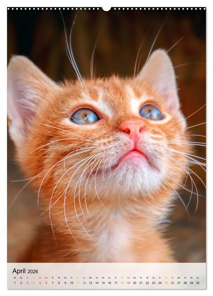 Produktbild: Katzen - s&uuml;&szlig; und kuschelig (hochwertiger Premium Wandkalender 2026 DIN A2 hoch), Kunstdruck in Hochglanz