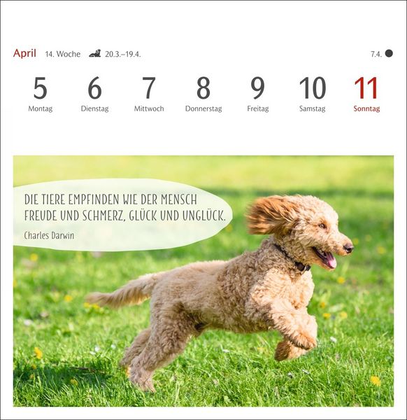 Produktbild: Hunde Premium-Postkartenkalender 2027 - Freunde auf vier Pfoten; Kalender mit 53 Postkarten