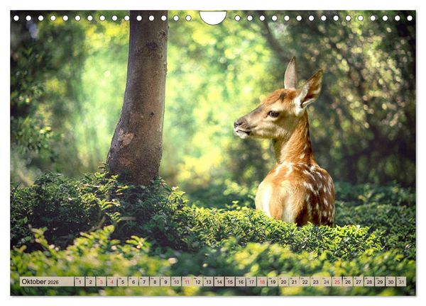 Produktbild: Leise durch den Wald. Sich Zeit nehmen und der Stille lauschen (Wandkalender 2026 DIN A4 quer), CALVENDO Monatskalender