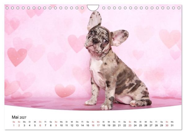 Produktbild: Bullys - Franz&ouml;sische Bulldoggen 2027 (Wandkalender 2027 DIN A4 quer), CALVENDO Monatskalender