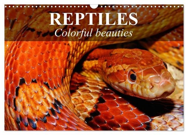 Produktbild: Reptiles Colorful beauties (Wall Calendar 2026 DIN A3 landscape), CALVENDO 12 Month Wall Calendar