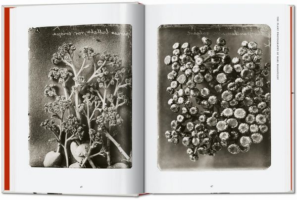 Produktbild: Karl Blossfeldt