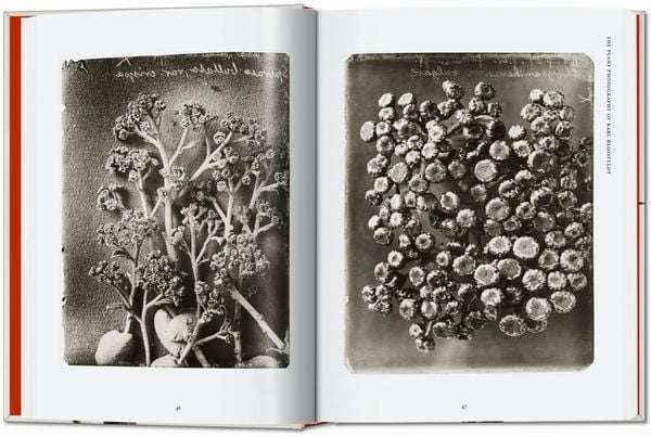 Produktbild: Karl Blossfeldt. The Complete Published Work. 45th Ed.