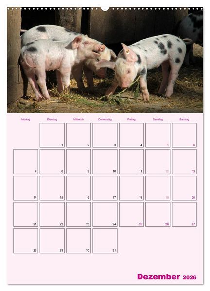 Produktbild: Schweinischer Terminplaner (Wandkalender 2026 DIN A2 hoch), CALVENDO Monatskalender