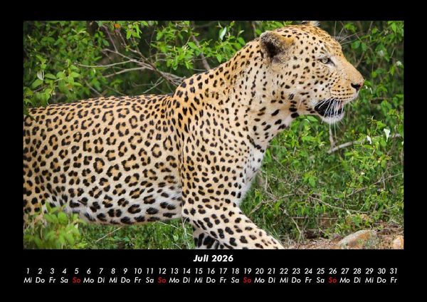 Produktbild: Welt der Tiere 2026 Fotokalender DIN A3