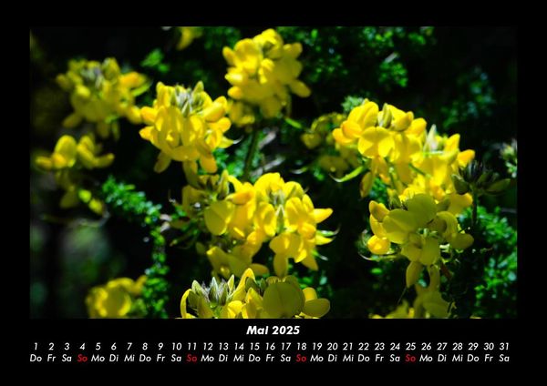 Produktbild: Blumenkalender 2025 Fotokalender DIN A3