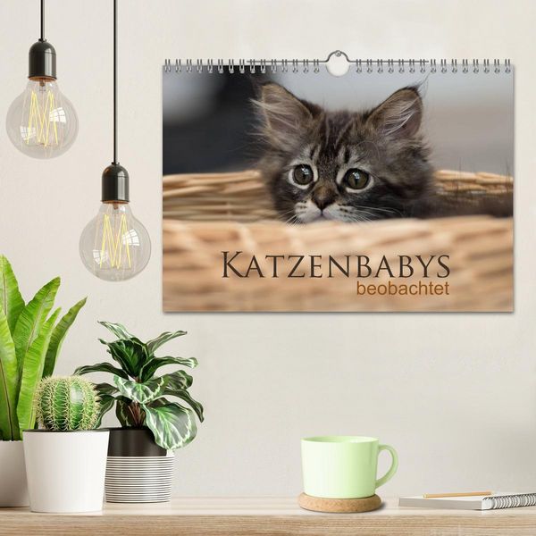 Produktbild: Katzenbabys beobachtet (Wandkalender 2026 DIN A4 quer), CALVENDO Monatskalender