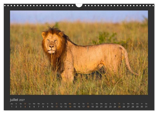 Produktbild: Lions &ndash; Photographies de la faune (Calendrier mural 2027 DIN A3 vertical), CALVENDO calendrier mensuel