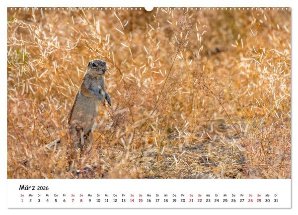 Produktbild: Afrikas kleine Stars (Wandkalender 2026 DIN A2 quer), CALVENDO Monatskalender