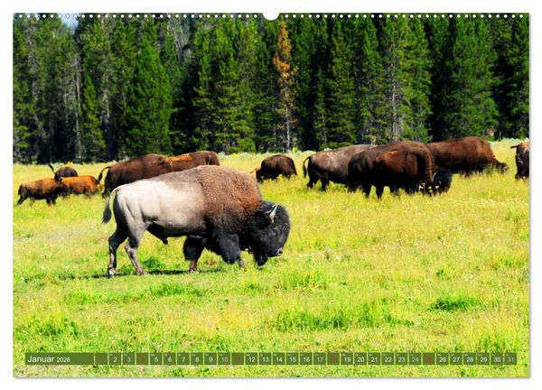 Produktbild: Der Yellowstone Nationalpark (hochwertiger Premium Wandkalender 2026 DIN A2 quer), Kunstdruck in Hochglanz