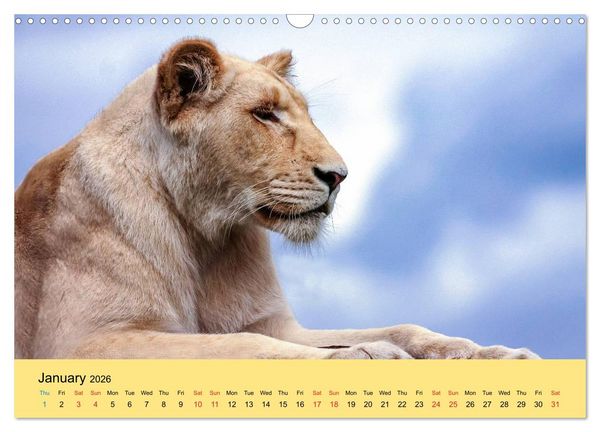Produktbild: Just Big Cats (Wall Calendar 2026 DIN A3 landscape), CALVENDO 12 Month Wall Calendar