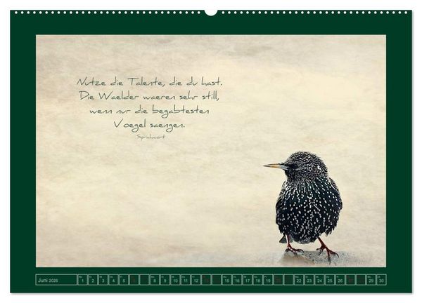 Produktbild: Stare und Weisheiten (Wandkalender 2026 DIN A2 quer), CALVENDO Monatskalender