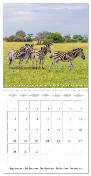 Produktbild: Animals are watching you (Wall Calendar 2026 12 &times; 12 Inch) CALVENDO 12 Month Wall Calendar