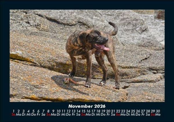 Produktbild: Der Hundekalender 2026 Fotokalender DIN A5