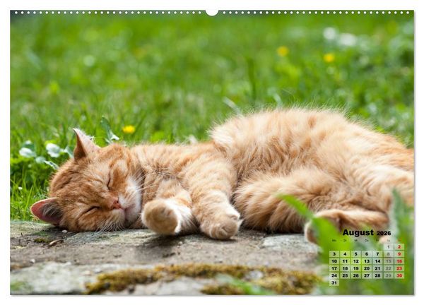 Produktbild: Katzen im Gr&uuml;nen (Wandkalender 2026 DIN A2 quer), CALVENDO Monatskalender