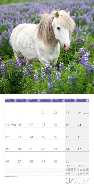 Produktbild: Pferde Kalender 2027 - 30x30 - Art12