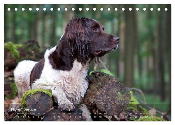 Produktbild: Kleiner M&uuml;nsterl&auml;nder Vorstehhund (Tischkalender 2026 DIN A5 quer), CALVENDO Monatskalender