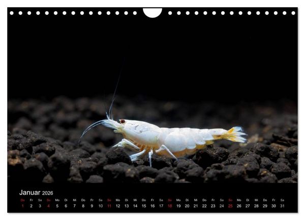 Produktbild: Zwerggarnelen - gepanzerte Juwelen im Aquarium (Wandkalender 2026 DIN A4 quer), CALVENDO Monatskalender