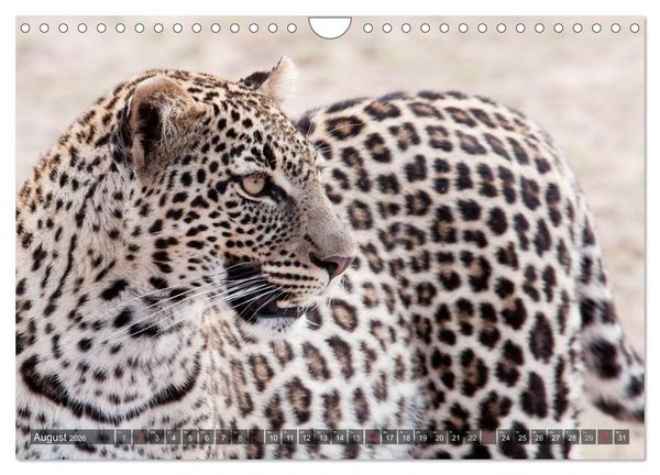Produktbild: Raubkatzen Afrikas (Wandkalender 2026 DIN A4 quer), CALVENDO Monatskalender